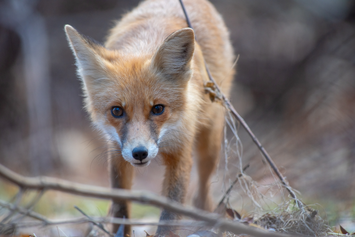 Записки астраханского натуралиста. Знакомство с лисенком