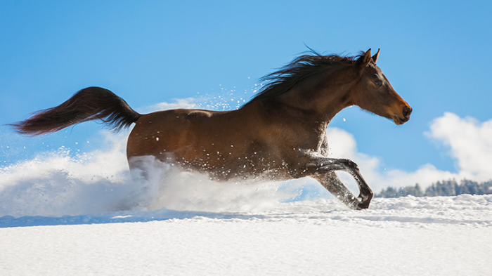Поймать удачу за хвост: как встретить Новый год и чего ждать от Огненной Лошади