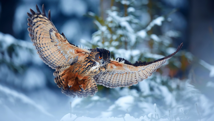 Зимние фотографии из жизни животных