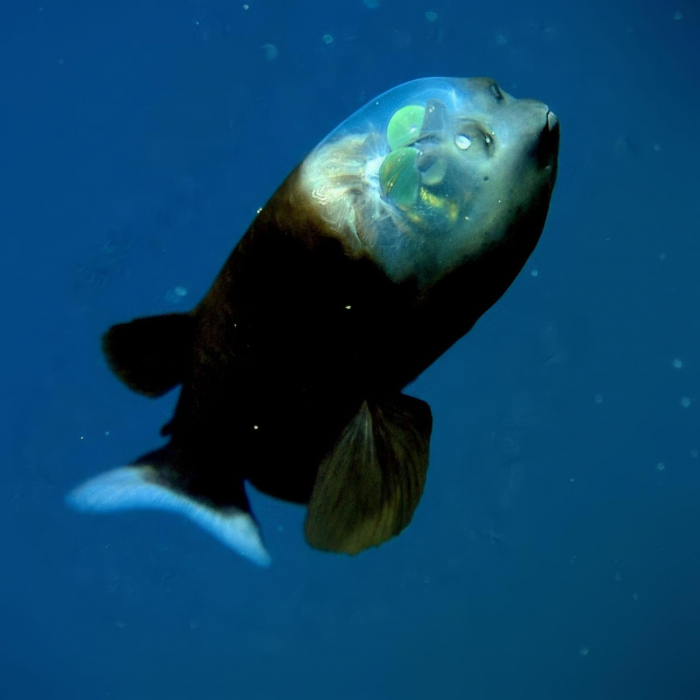 10 жутких глубоководных рыб, о которых мало кто знает