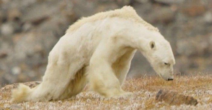 Почему школьники боятся мема «Белый медведь 2026», и в чем его смысл