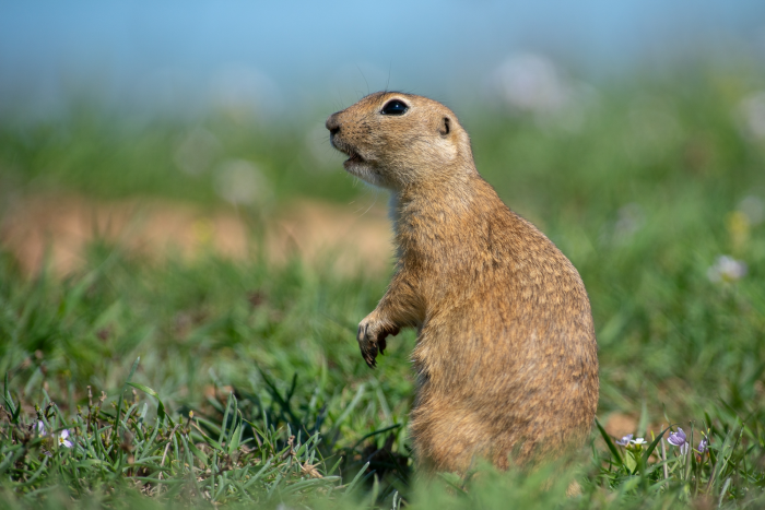 Записки астраханского натуралиста. Какой суслик красивее: желтый или малый