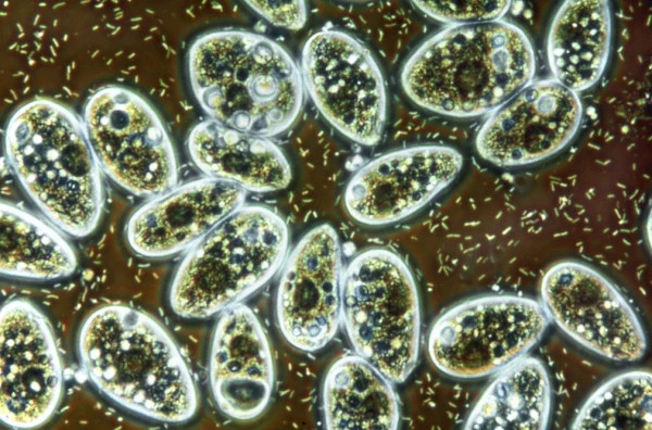 Макросъёмка микромира