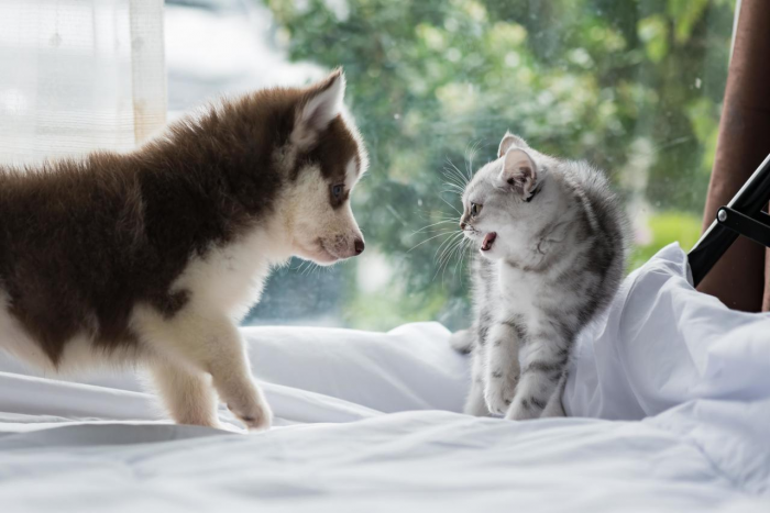 Как подружить кошку и собаку: пошаговый гид для владельцев