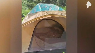 Родные погибшей в Горном Алтае туристки заявили, что жених не пытался спасти ее от медведя
