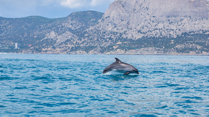 Черное море: 7 интересных фактов о самом загадочном водоеме России