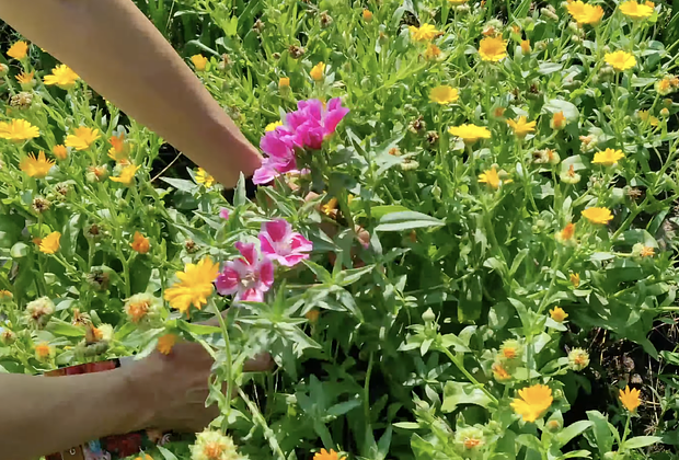 Годеция: описание, сорта, посадка и уход. Как выращивать цветок в открытом грунте