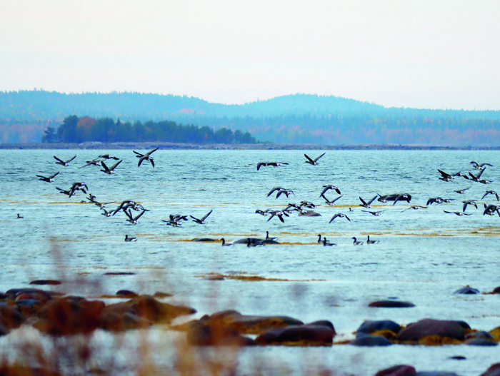 Шестое чувство и гогочащая темная масса. Большая гусиная охота