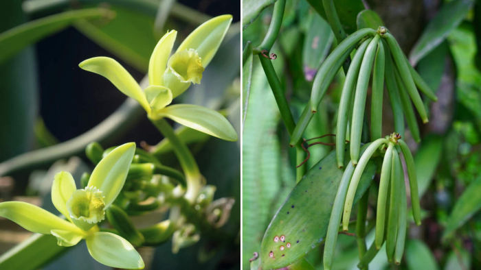 Почему ваниль — это одна из самых дорогих пряностей в мире
