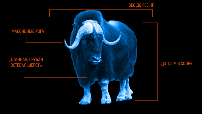 Овцебык: как живет этот древний исполин ледниковой эпохи