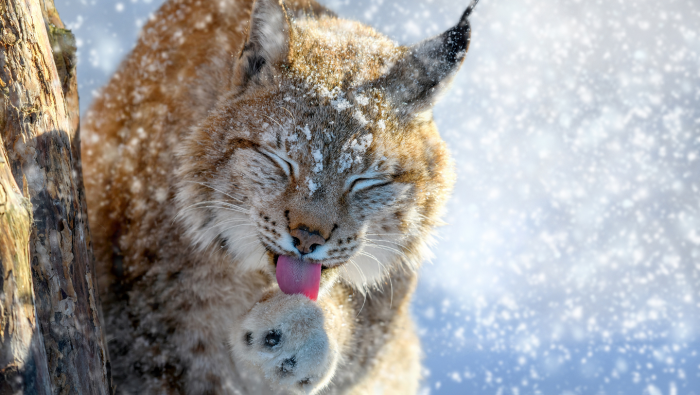 Зимние фотографии из жизни животных