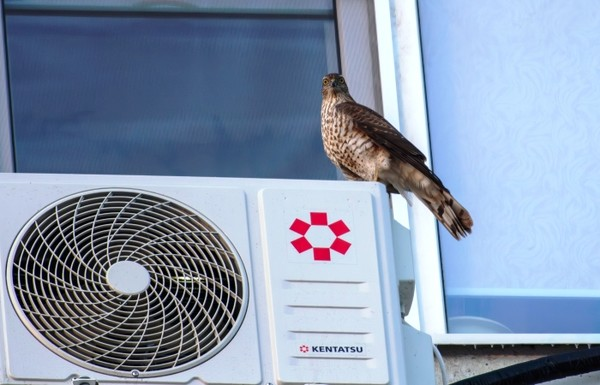 Записки астраханского натуралиста. Ястреб-перепелятник, санитар городских джунглей