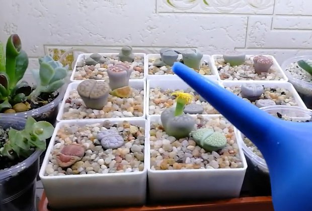 Литопсы: уход за «живыми камнями». Как вырастить суккулент в домашних условиях