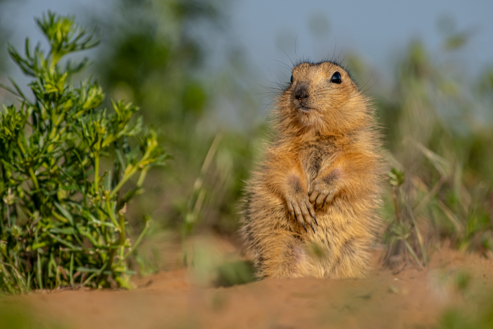Записки астраханского натуралиста. Какой суслик красивее: желтый или малый