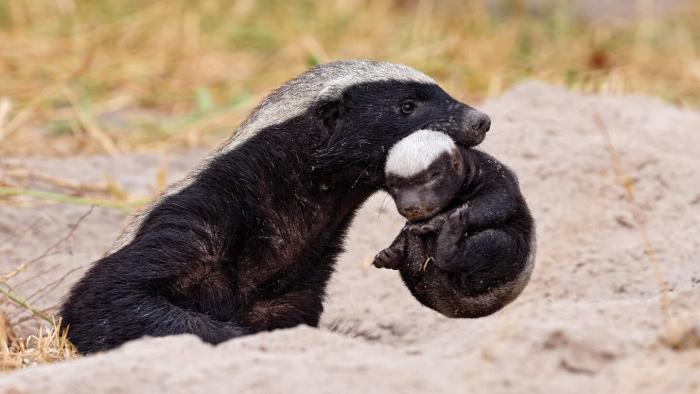 Медоед — зверь, не знающий страха