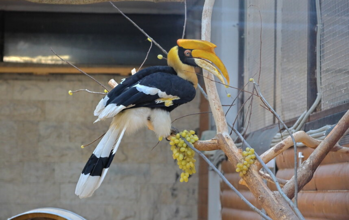 Петербургские школьники создали комикс о путешествии калао Шанти