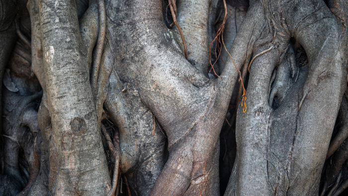 Как фиговые деревья превращают углекислый газ в камень