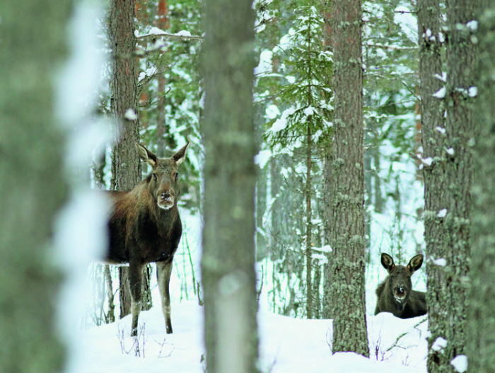 От накатившего волнения руки ходят ходуном. Медвежья падь