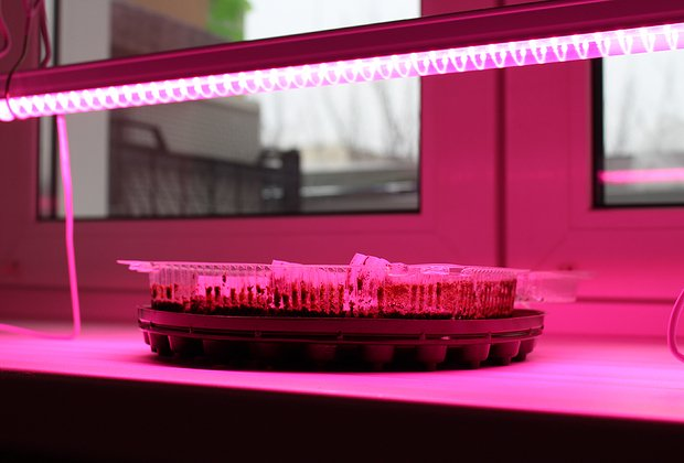 Рассада вытягивается: почему, что делать? Причины и меры профилактики