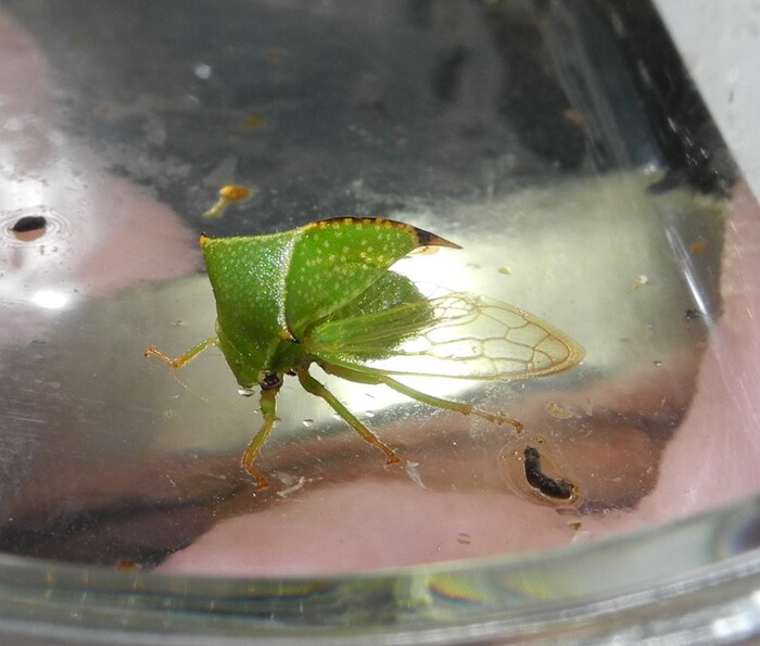 Бодушка бизонья (Stictocephala bisonia) - заокеанский гость
