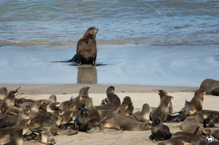 Морские котики вытесняют кайр с острова Тюленьего в Охотском море