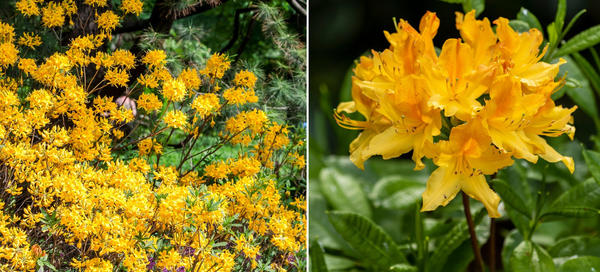 Рододендроны — символ садовой роскоши, неземной красоты и… кропотливого ухода