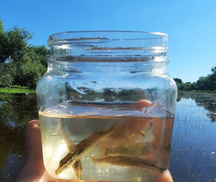 Записки астраханского натуралиста. ...изируя итоги прошедшего паводка
