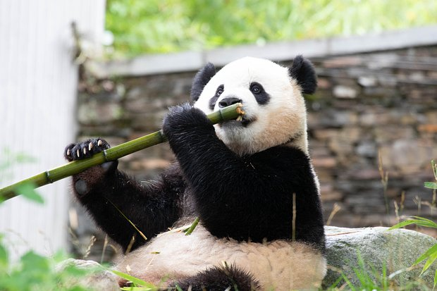 Большая панда: что это за животное, как выглядит, где живет и почему считается собственностью Китая