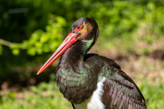 Птицы из Красной книги России: 15 редких видов с фото, места обитания