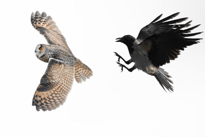 Супер-совы 2026