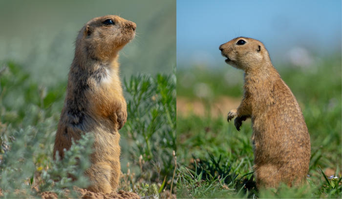 Записки астраханского натуралиста. Какой суслик красивее: желтый или малый