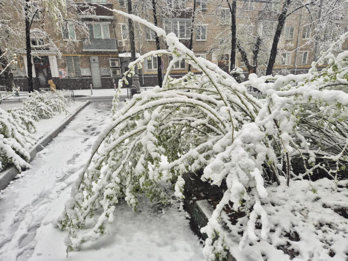 Поваленные деревья, поврежденные машины: Москва оказалась в центре снежного апокалипсиса (много фото)