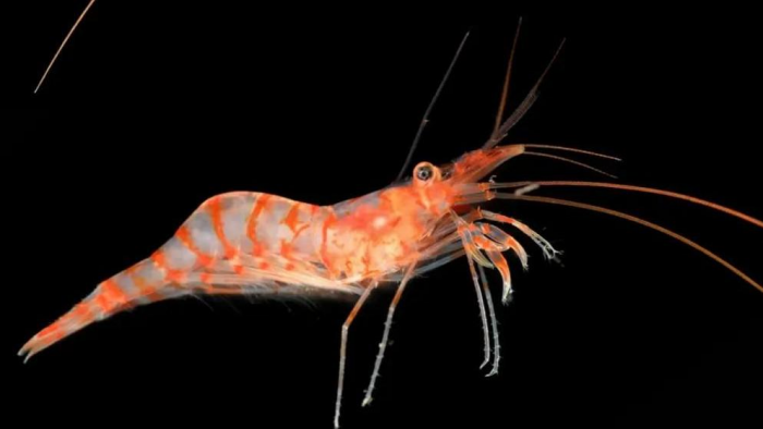 Акула-призрак и шар смерти: опубликованы фото морских существ, которых никто не видел