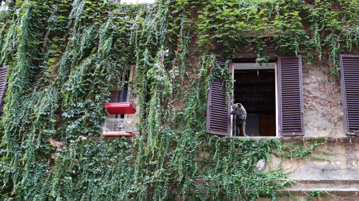 Где кошкам и орангутанам жить хорошо: 6 стран, которые защищают права животных