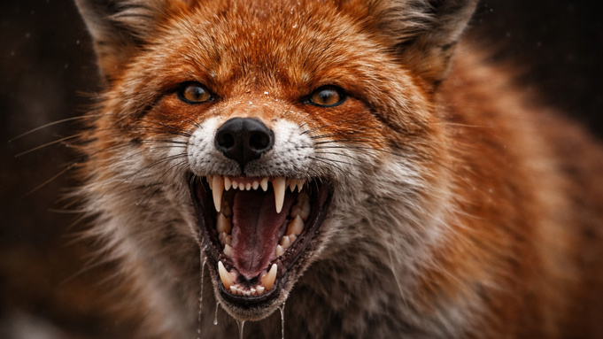 В Алтайском крае могут начать платить охотникам за отстрел лисиц из‑за угрозы бешенства