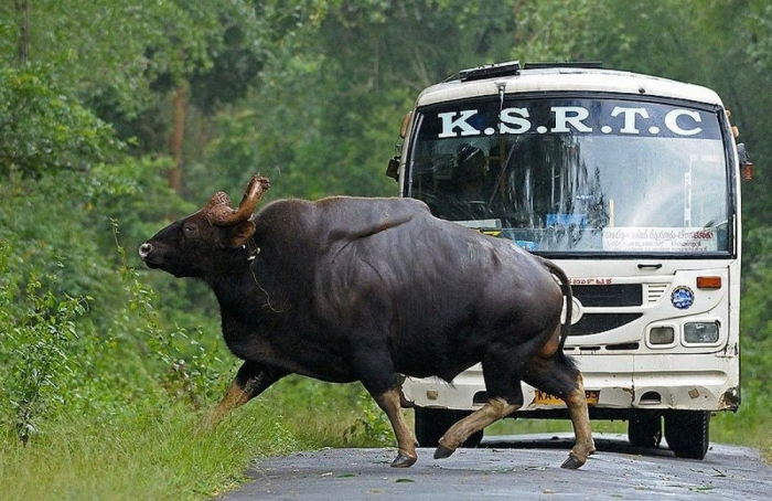 Семь видов настоящих быков: от домашней коровы до загадочного купрея