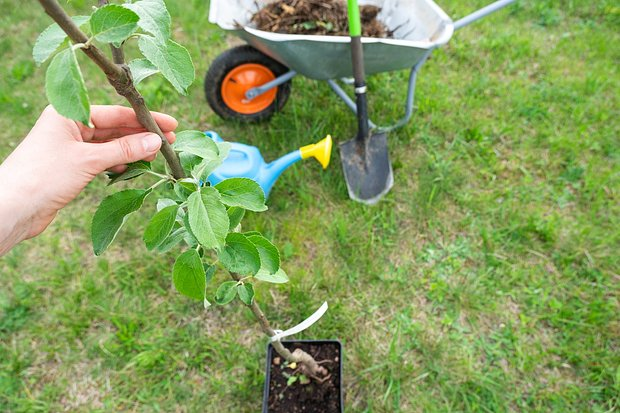 Яблоня сорта «Белый налив»: выращивание и уход, советы экспертов