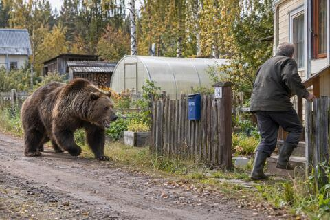 Сочинские медведи будут бодрствовать до декабря: чем они отличаются от сибирских сородичей и почему стали опаснее