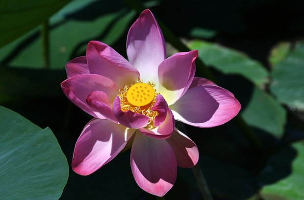 Отдых на Азовском море в 2026 году: 8 курортов для недорогого отпуска