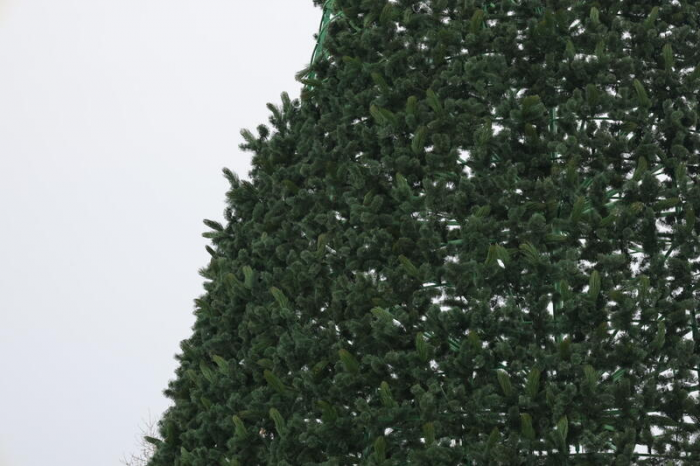 Главная городская елка на площади Свободы в Барнауле обзавелась звездой и "зеленеет". Фото