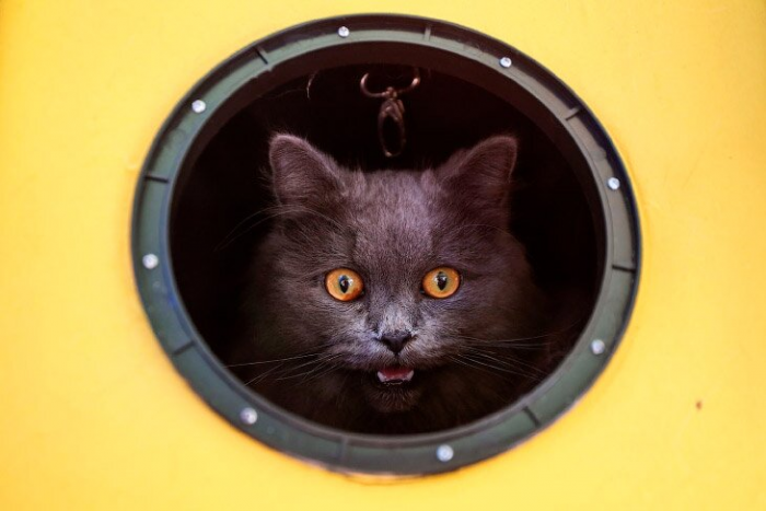 Животные в фотографиях