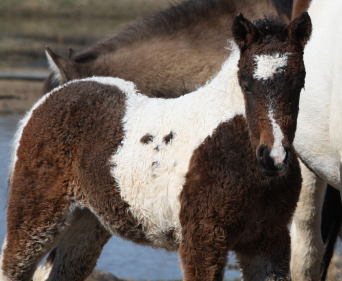 5 уникальных пород лошадей, способных впечатлить даже искушённого зрителя