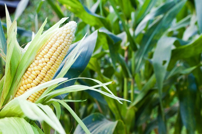 Ацтекские боги кукурузы и злой инжир: каким продуктам в древности приписывали сакральный смысл