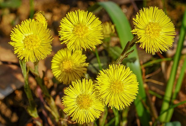 Первоцветы: какие растения цветут ранней весной в природе и в саду