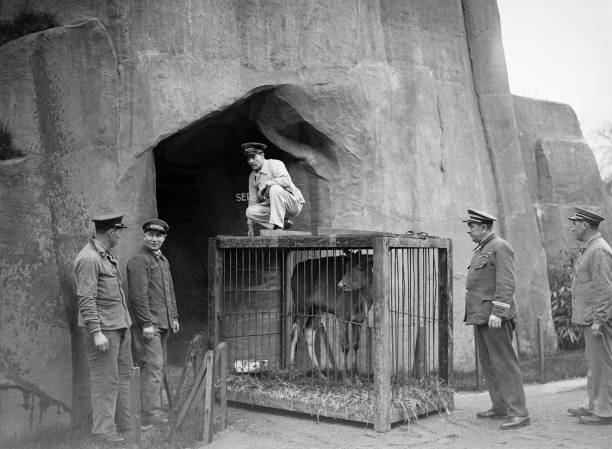 Семь видов настоящих быков: от домашней коровы до загадочного купрея