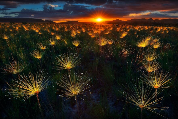 30 лучших фотографий природы с престижного конкурса Tokyo International Foto Awards