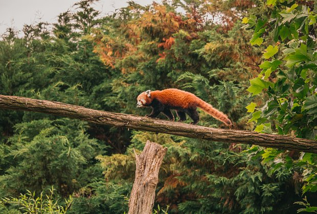 Красная панда: что это за животное, как выглядит, где живет и чем отличается от большой панды