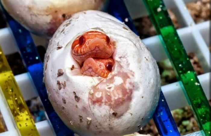 14 фото дикой природы, которые перевернут ваше представление о планете