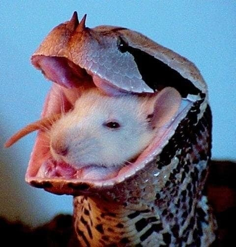 Другая сторона природы: 13 жутких фотографий