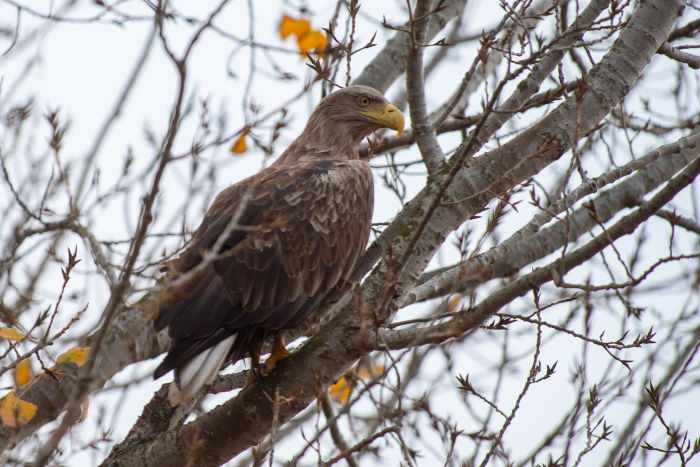 Записки астраханского натуралиста. Птицы Городского острова